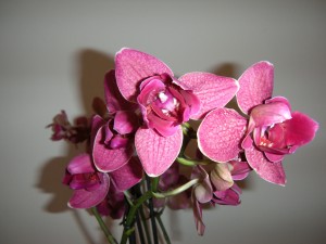 Orchidej