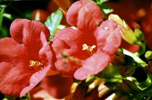 red_trumpets