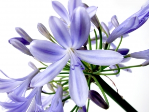 purpleflower